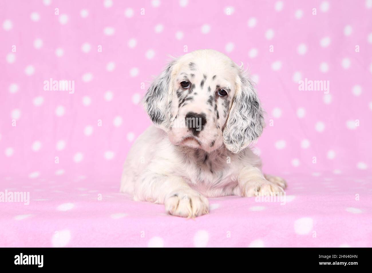 English Setter. Puppy lying on a pink blanket with polka dots. Germany Stock Photo