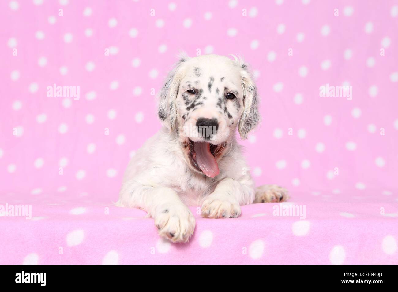 English Setter. Puppy lying on a pink blanket with polka dots, yawning. Germany Stock Photo