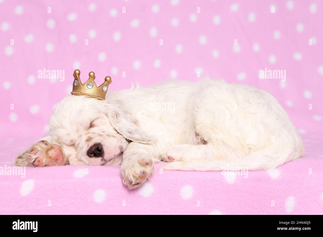 English Setter. Puppy sleeping on a pink blanket with polka dots, wearing a crown. Germany Stock Photo