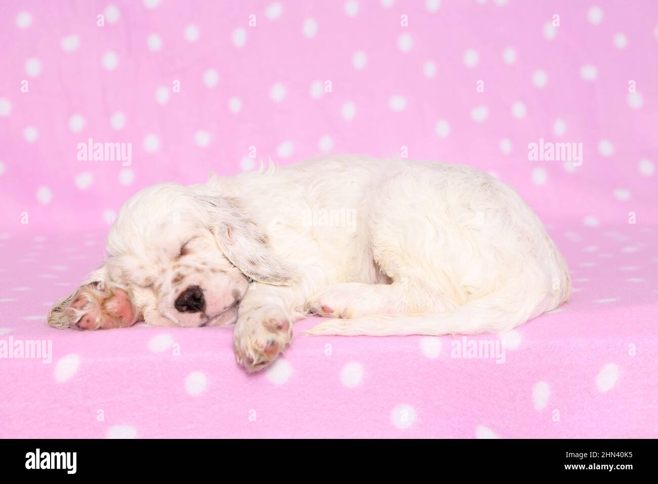 English Setter. Puppy sleeping on a pink blanket with polka dots. Germany Stock Photo