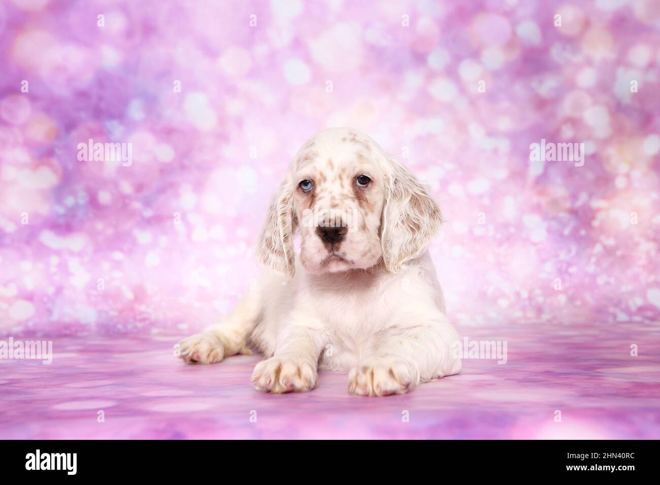 English Setter. Puppy lying, seen against a purple background. Germany Stock Photo