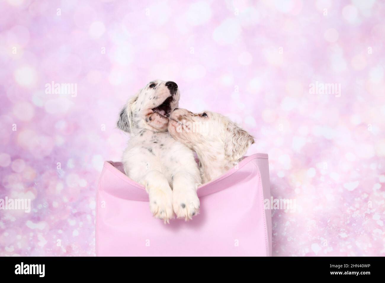 English Setter. Two puppies in a bag, seen against a pink background. Germany Stock Photo