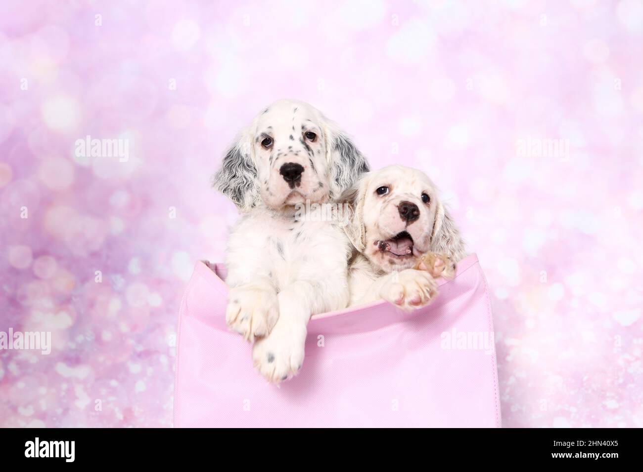 English Setter. Two puppies in a bag, seen against a pink background. Germany Stock Photo