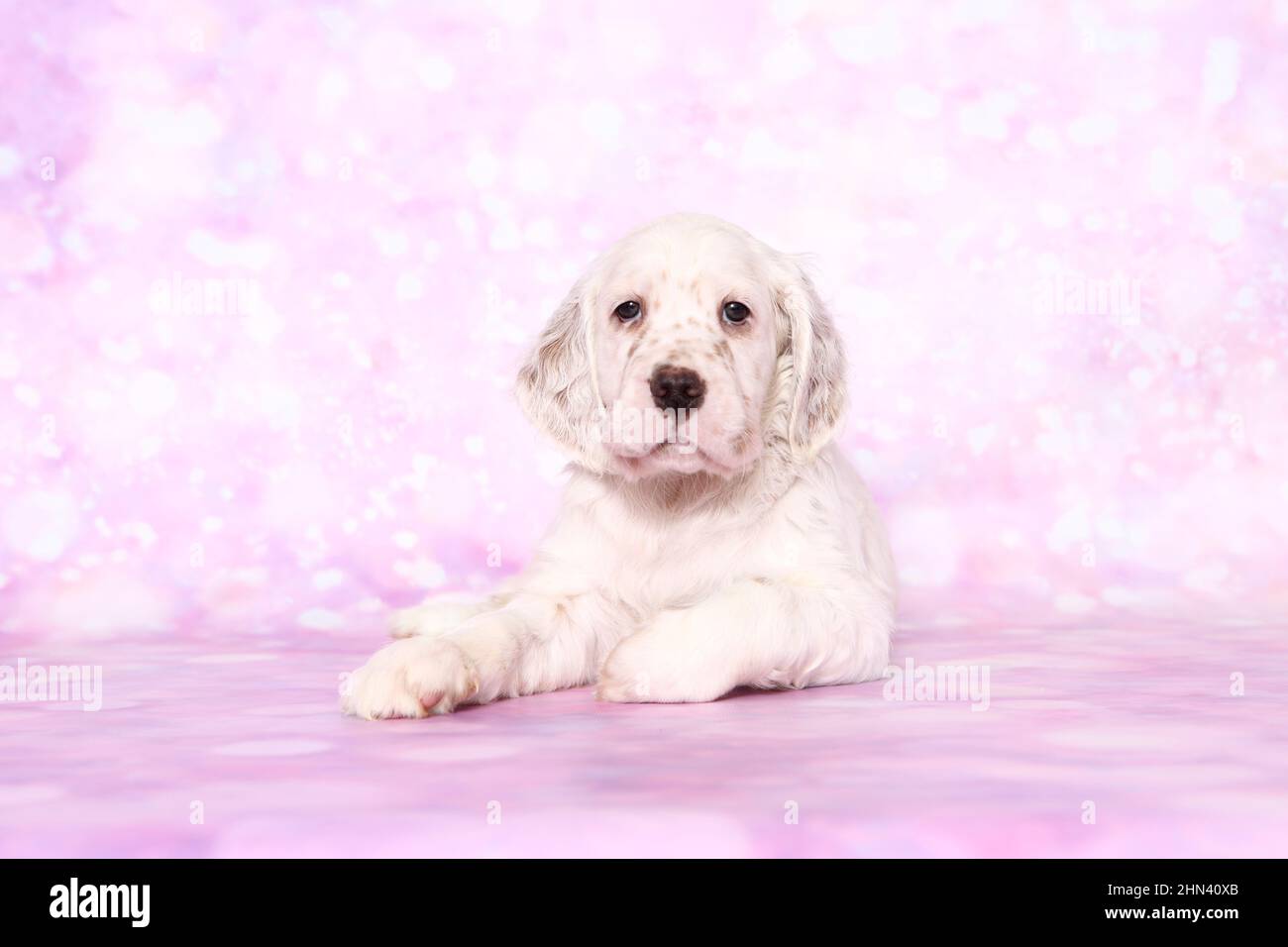 English Setter. Puppy lying, seen against a pink background. Germany Stock Photo