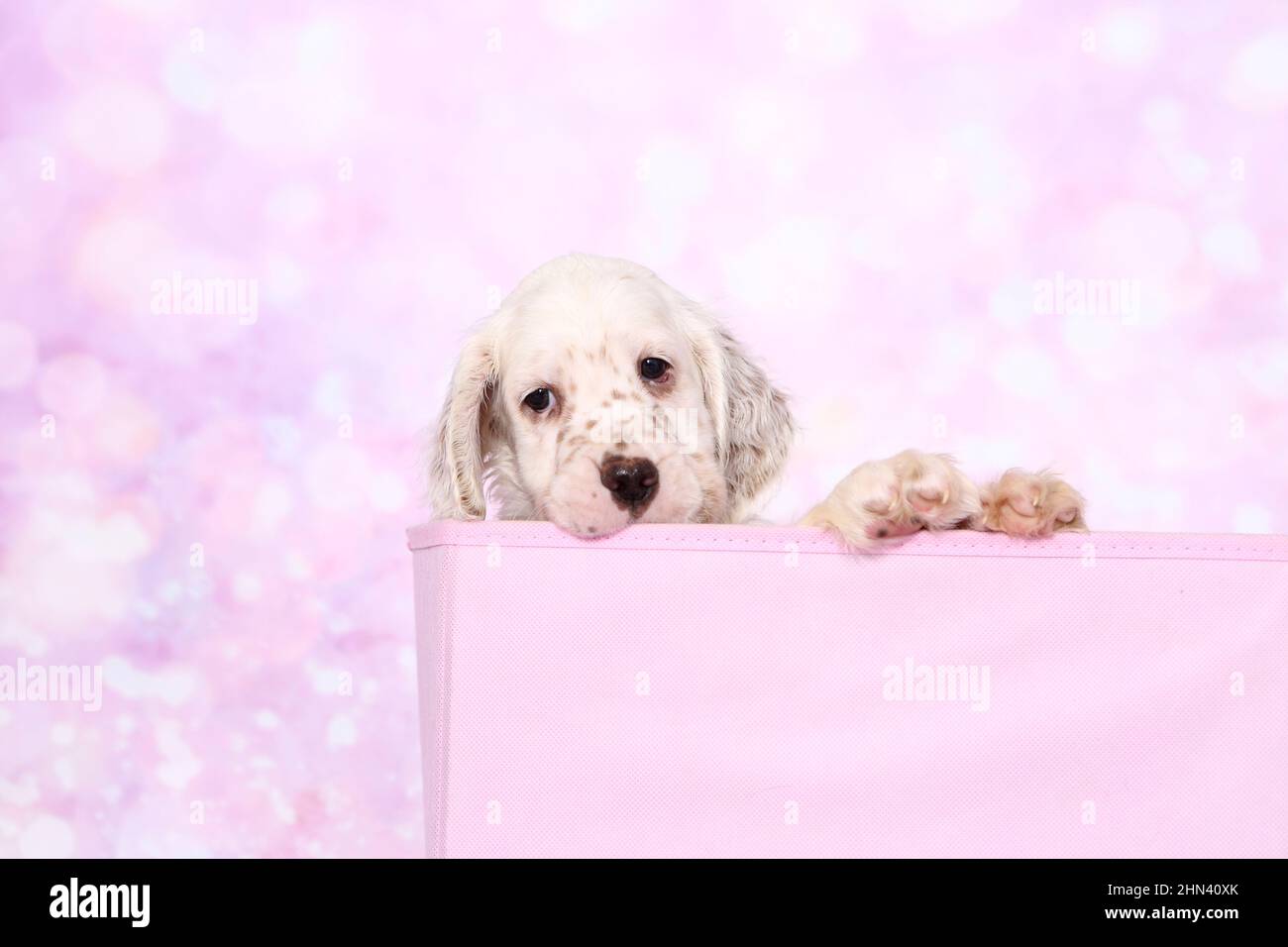 English Setter. Puppy in a bag, seen against a pink background. Germany Stock Photo