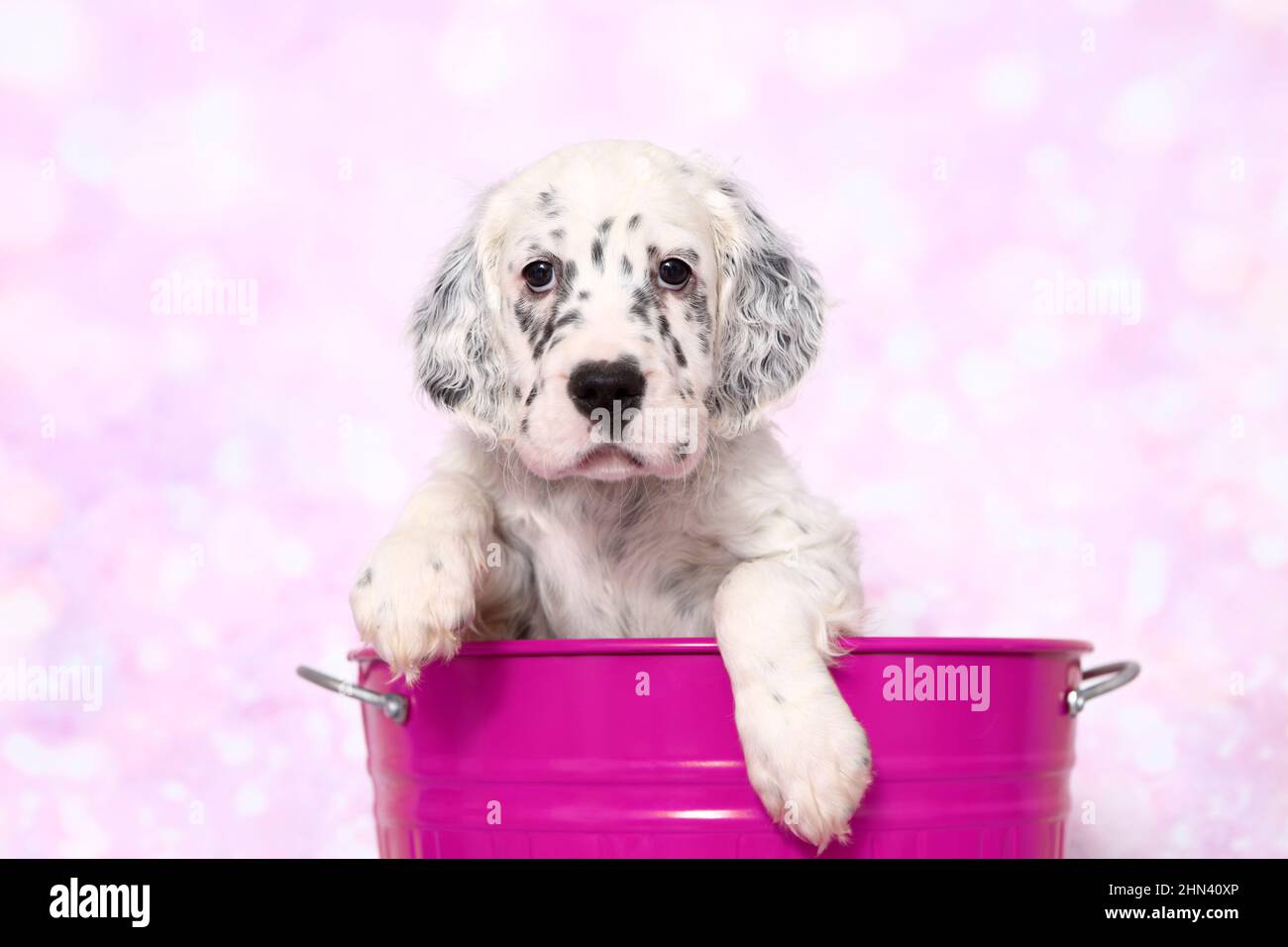 English Setter. Puppy in a bucket, seen against a pink background. Germany Stock Photo