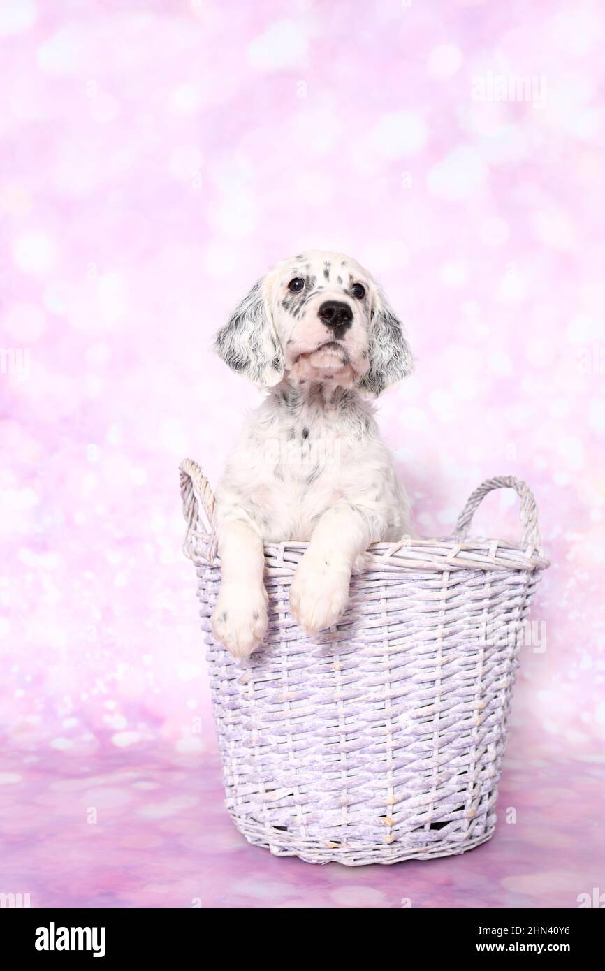 English Setter. Puppy in a basket, seen against a pink background. Germany Stock Photo