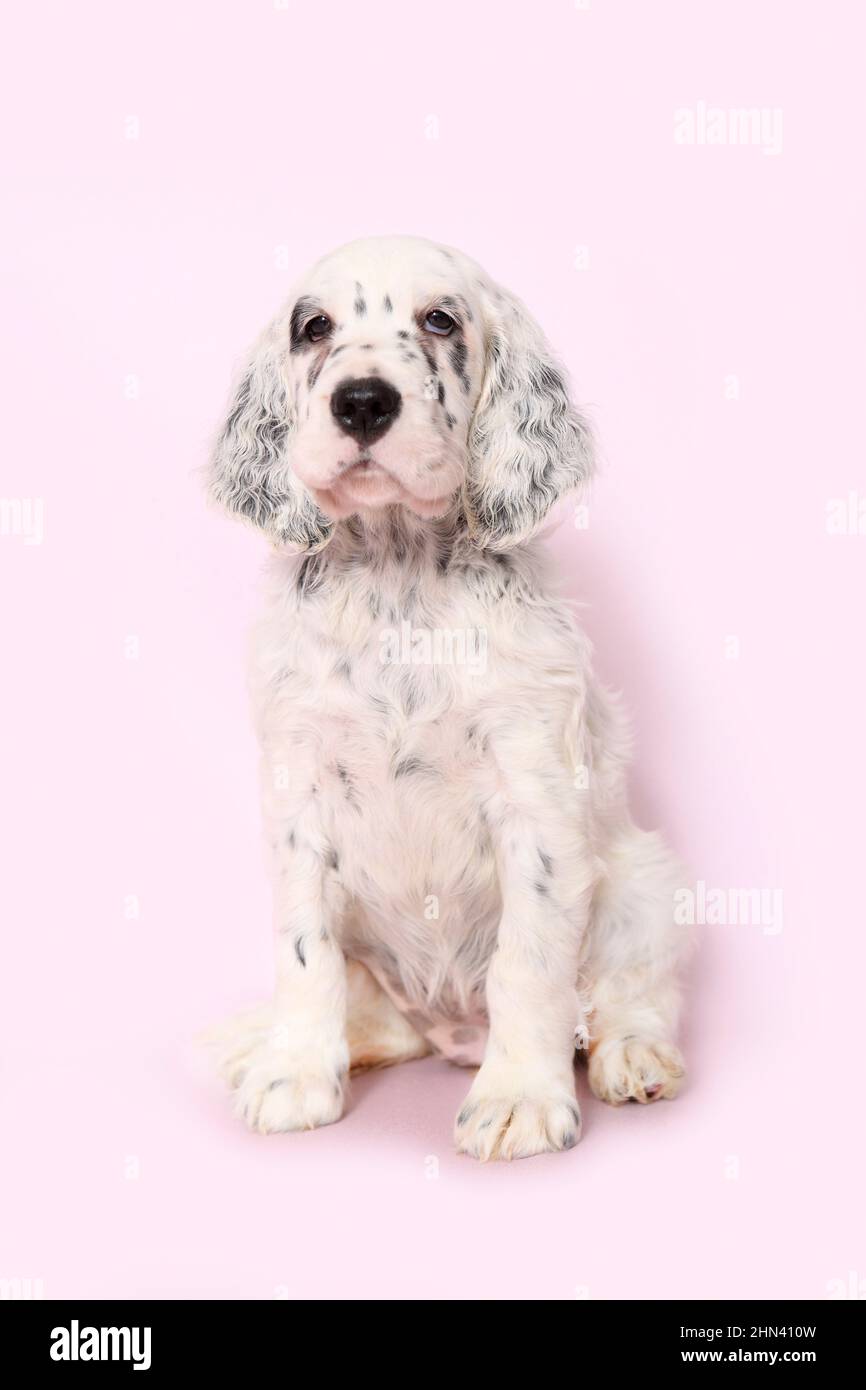 English Setter. Puppy sitting, seen against a pink background. Germany Stock Photo