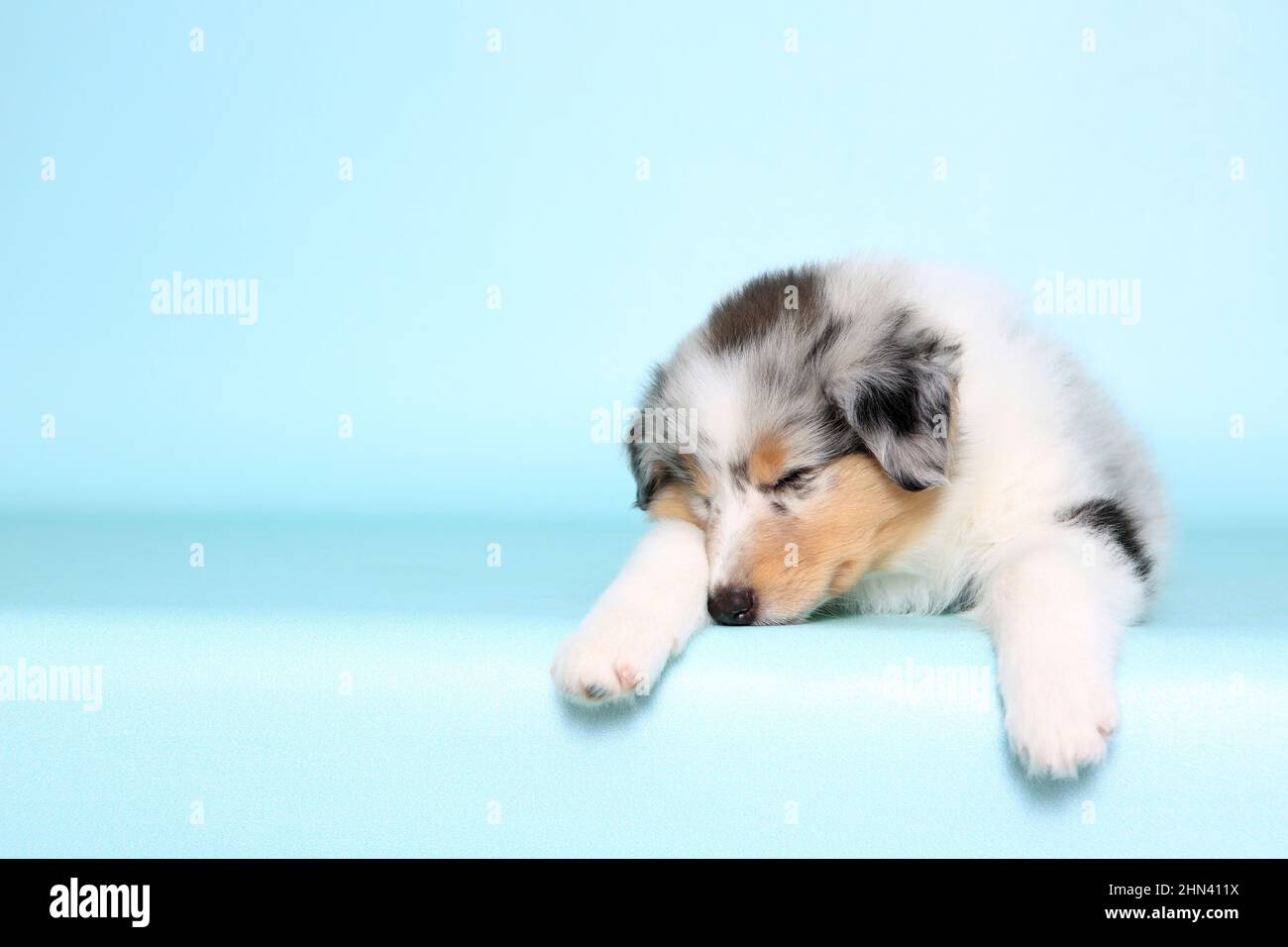 American Collie, Long-haired Collie. Puppy sleeping. Studio picture against a light-blue background. Germany Stock Photo