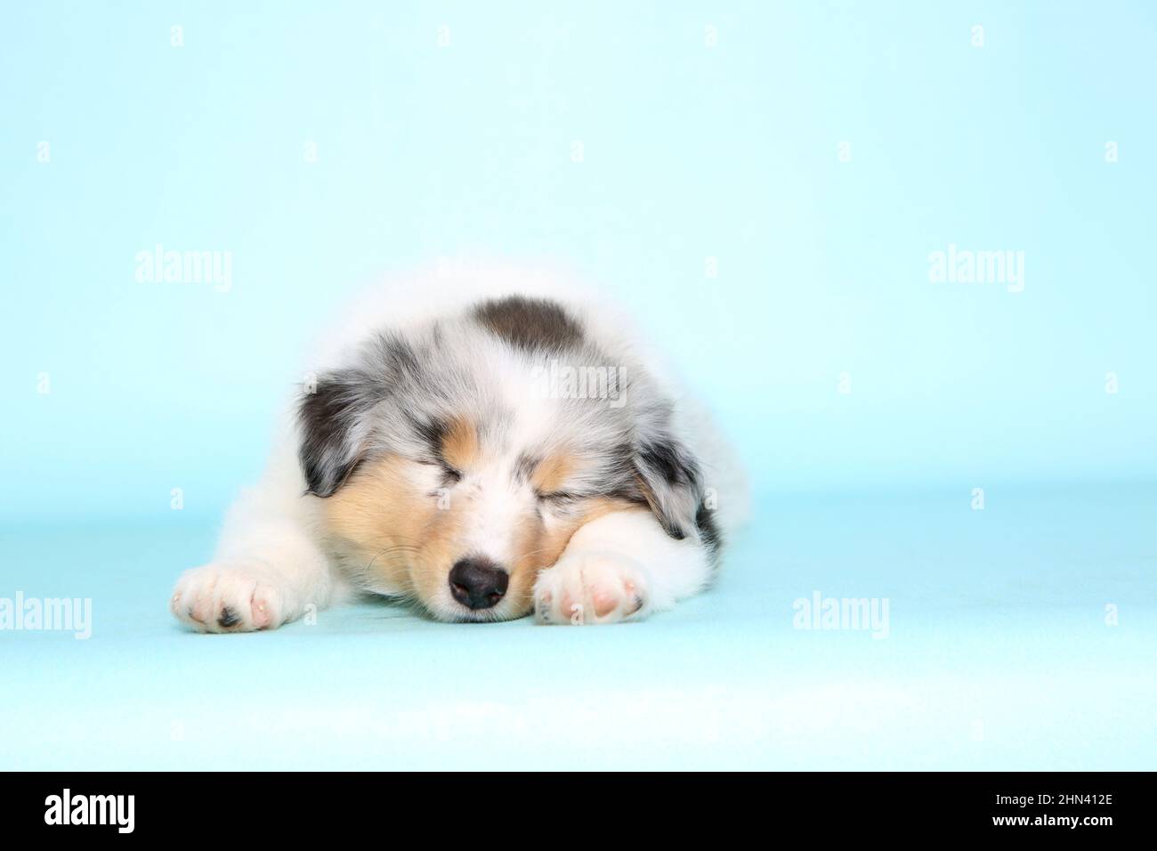 American Collie, Long-haired Collie. Puppy sleeping. Studio picture against a light-blue background. Germany Stock Photo