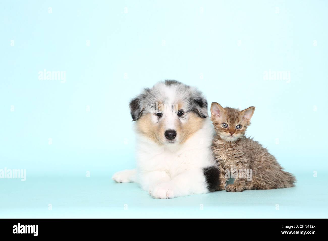 Selkirk Rex. Kitten and a American Collie puppy. Studio picture against a light-blue background. Germany Stock Photo