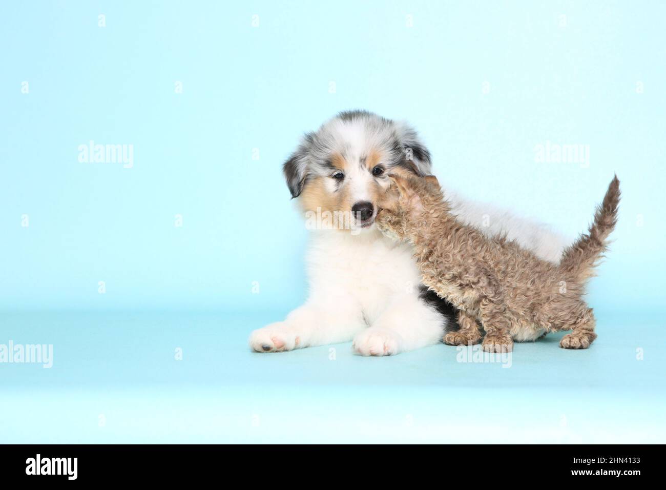 Selkirk Rex. Kitten and a American Collie puppy smoothing. Studio picture against a light-blue background. Germany Stock Photo