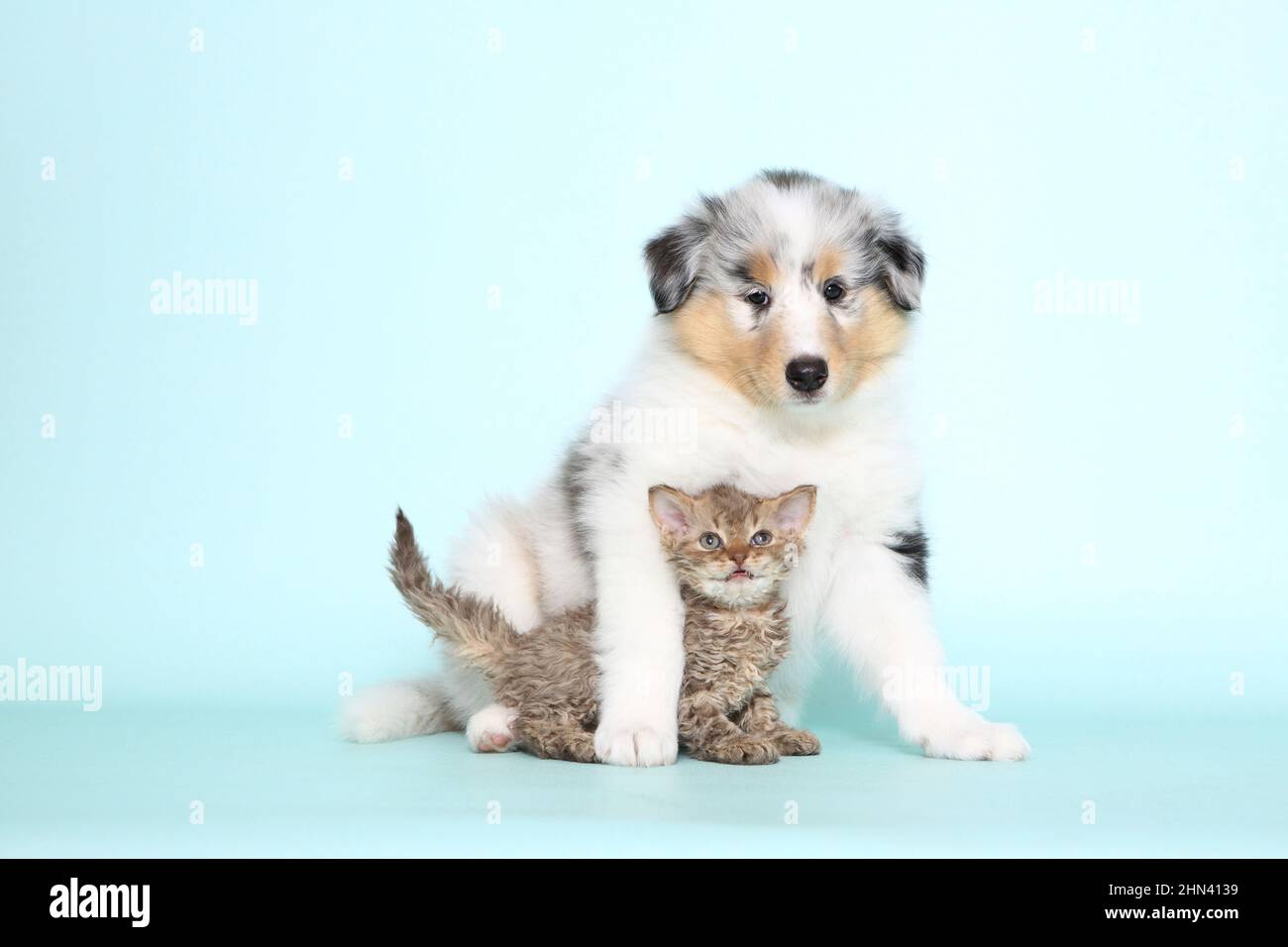 Selkirk Rex. Kitten and a American Collie puppy. Studio picture against a light-blue background. Germany Stock Photo