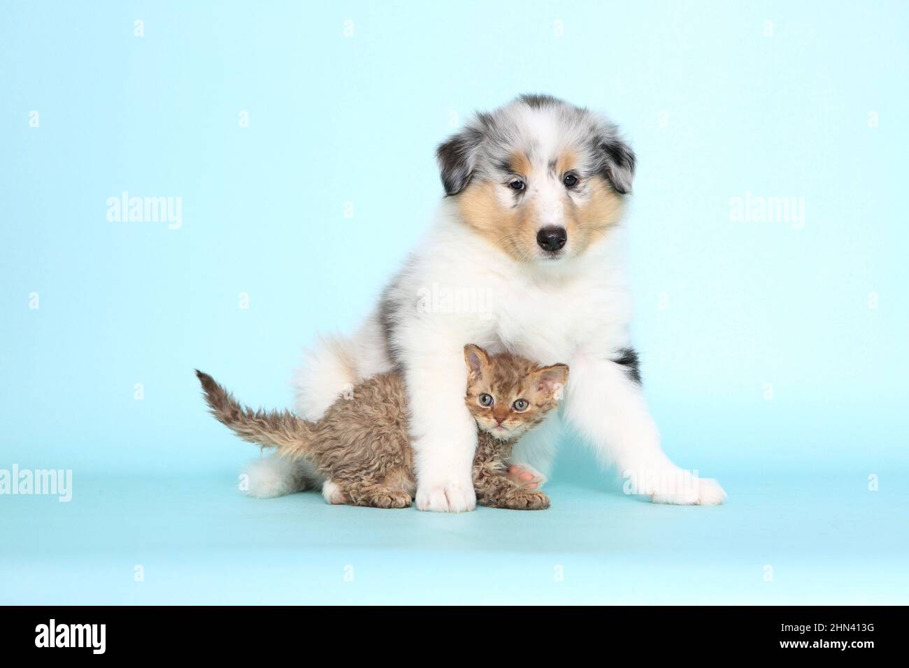 Selkirk Rex. Kitten and a American Collie puppy. Studio picture against a light-blue background. Germany Stock Photo