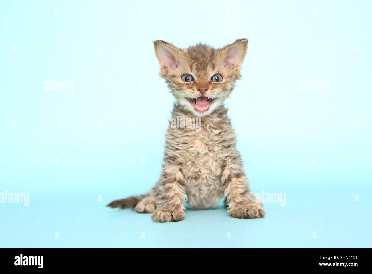 Selkirk Rex. Kitten sitting. Studio picture against a light-blue background. Germany Stock Photo