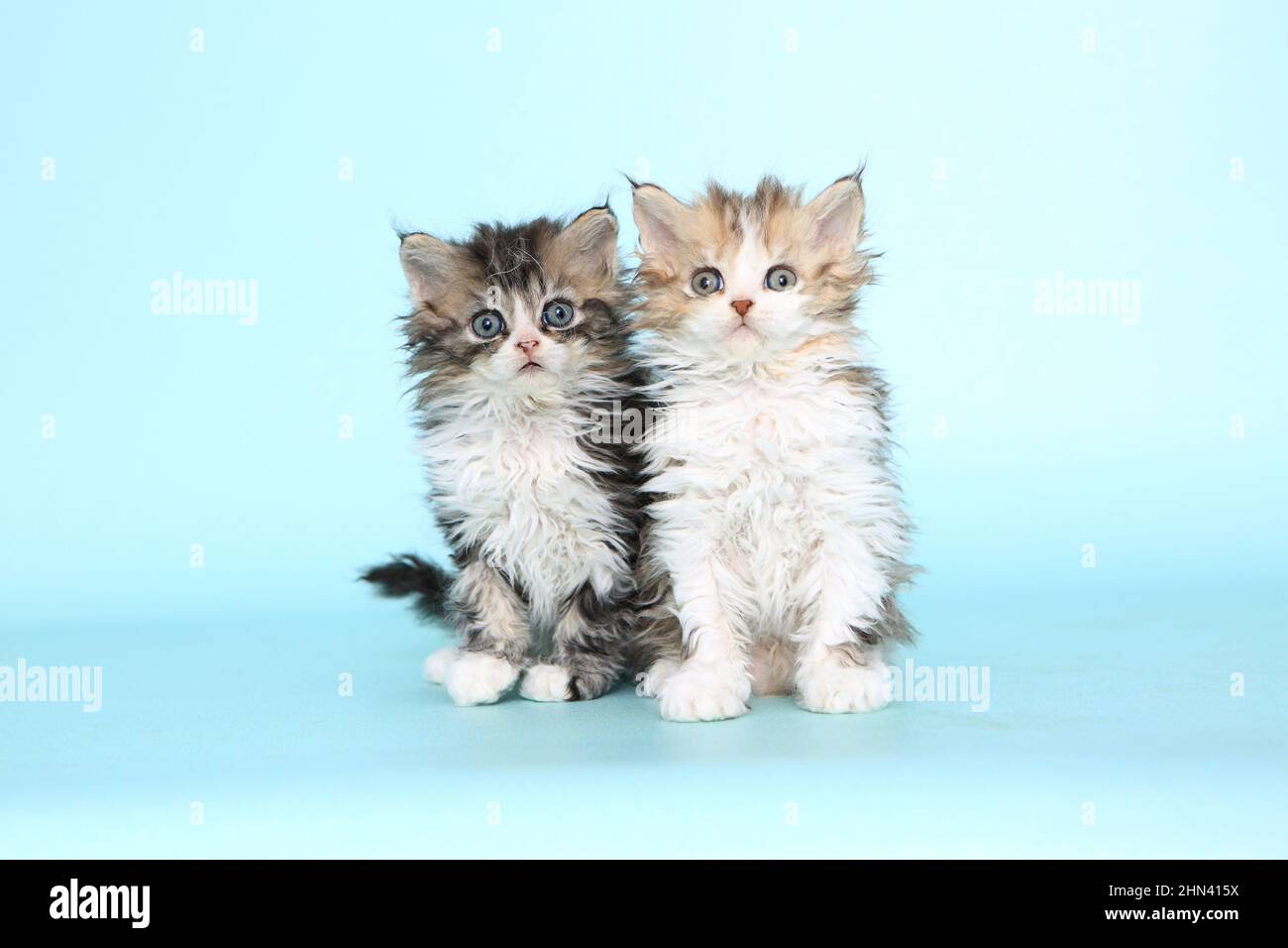 Selkirk Rex. Two kittens sitting. Studio picture against a light-blue background. Germany Stock Photo