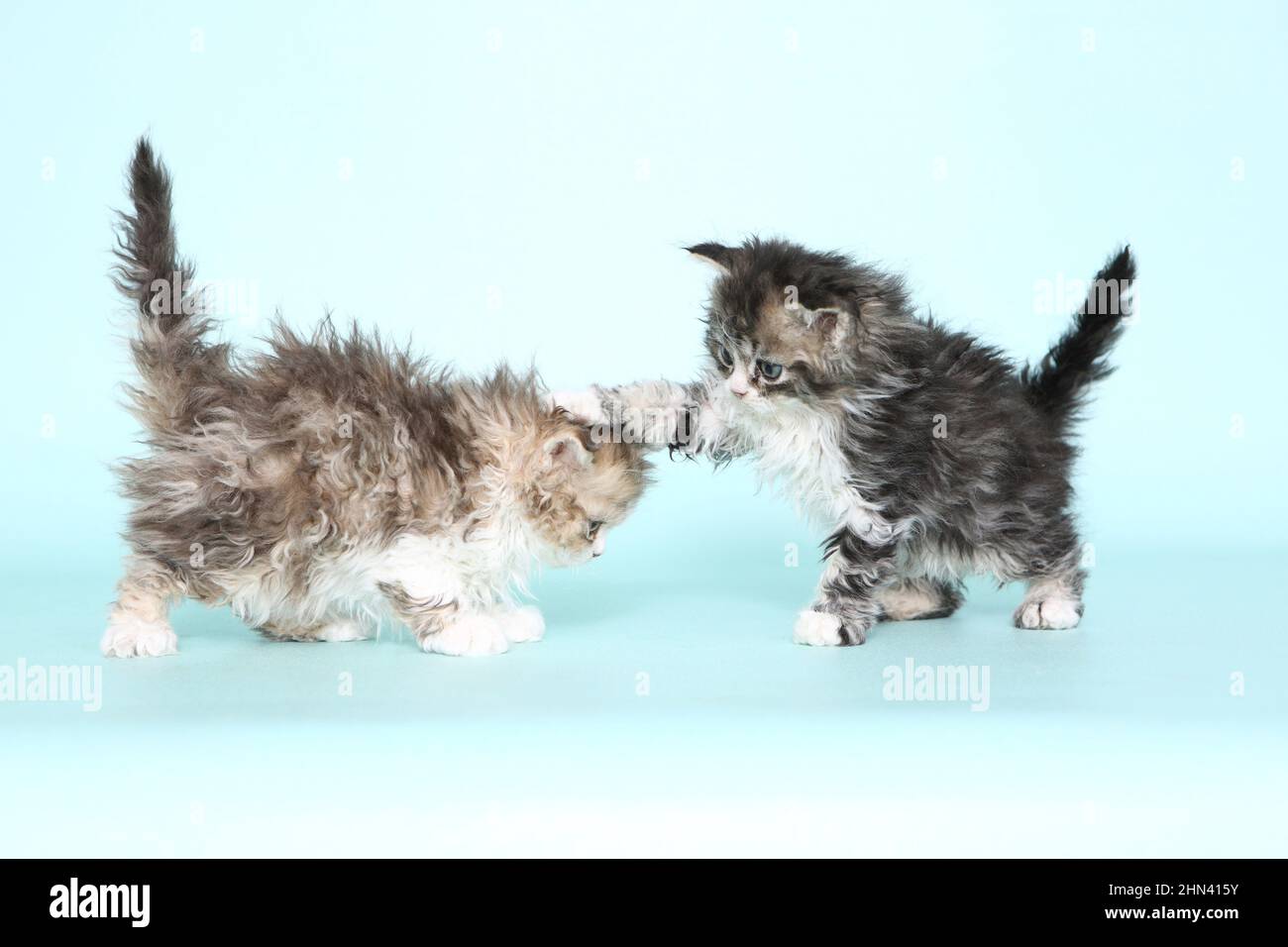 Selkirk Rex. Two kittens playing. Studio picture against a light-blue background. Germany Stock Photo