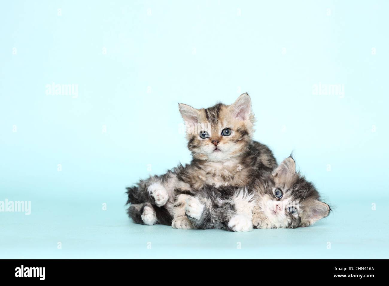 Selkirk Rex. Two kittens playing. Studio picture against a light-blue background. Germany Stock Photo