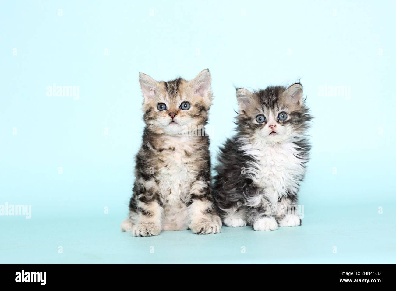 Selkirk Rex. Two kittens sitting. Studio picture against a light-blue background. Germany Stock Photo