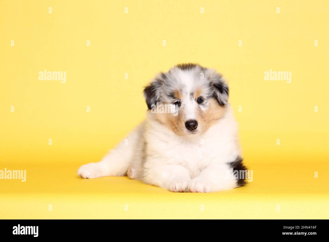 American Collie, Long-haired Collie. Puppy lying. Studio picture against a yellow background. Germany Stock Photo