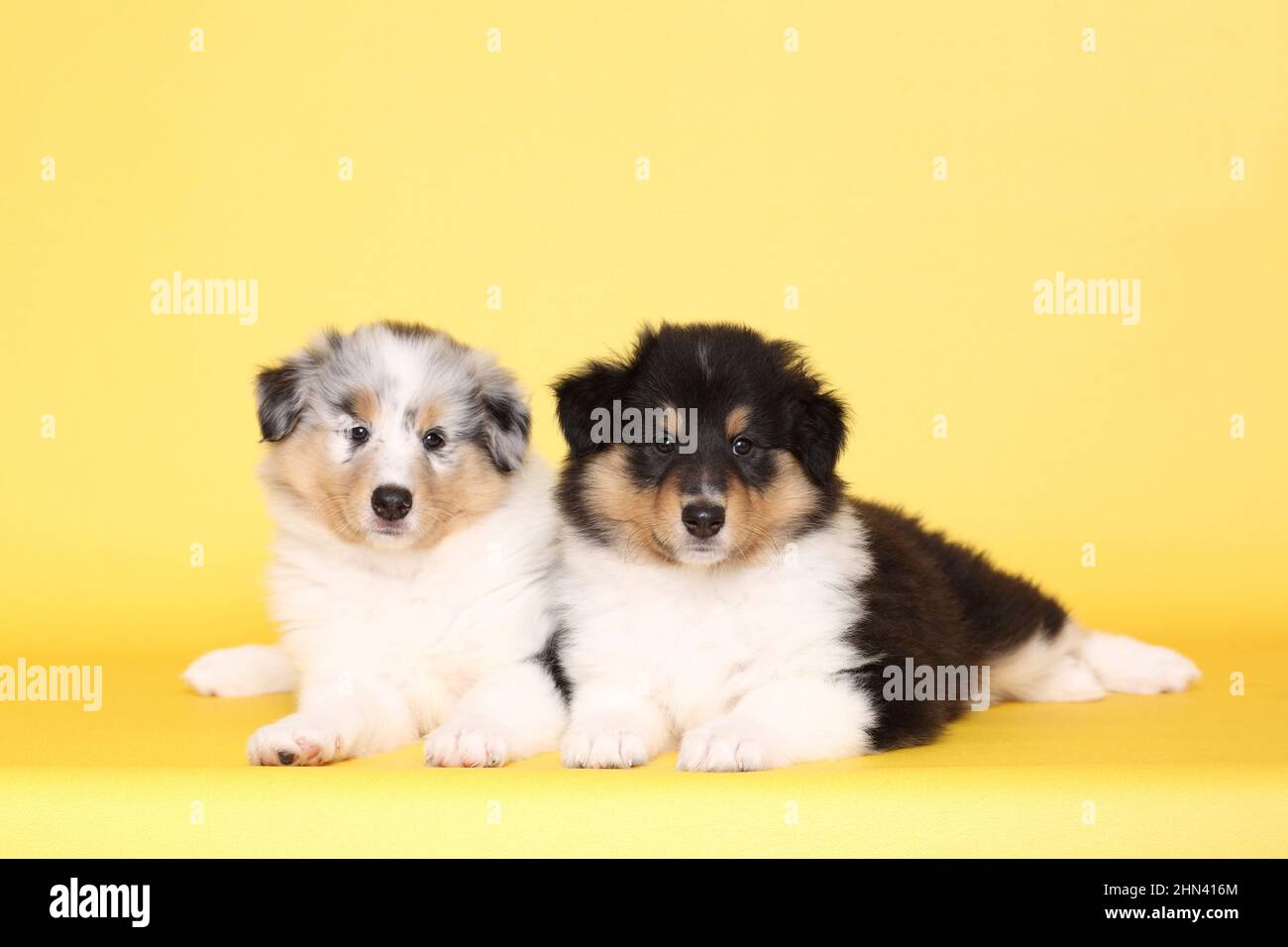 American Collie, Long-haired Collie. Two puppies lying. Studio picture against a yellow background. Germany Stock Photo