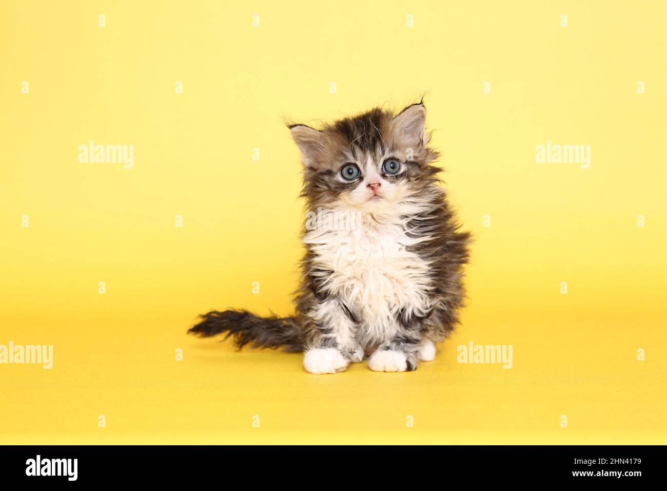 Selkirk Rex. Kitten sitting. Studio picture against a yellow background. Germany Stock Photo