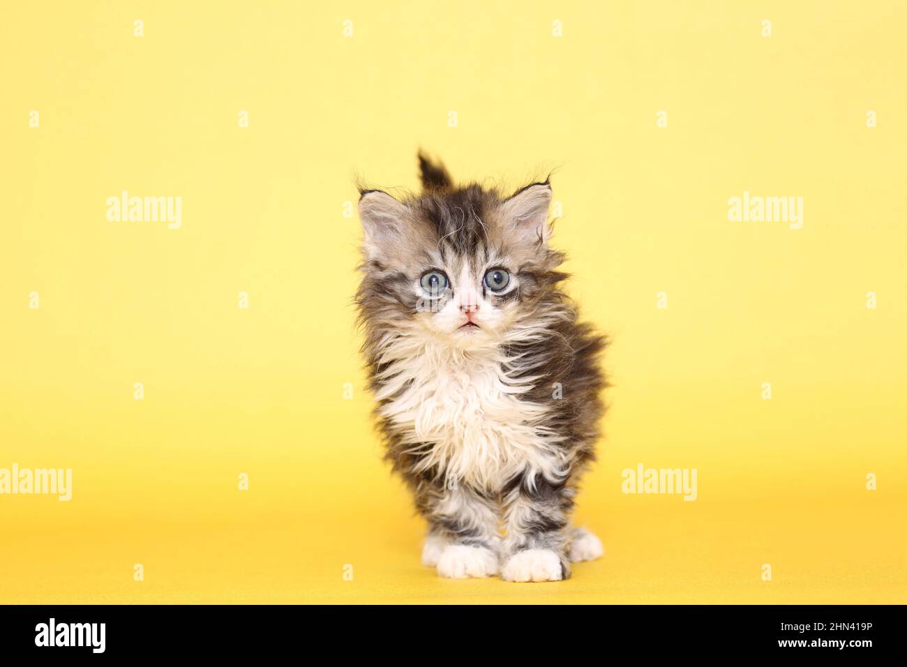 Selkirk Rex. Kitten standing. Studio picture against a yellow background. Germany Stock Photo