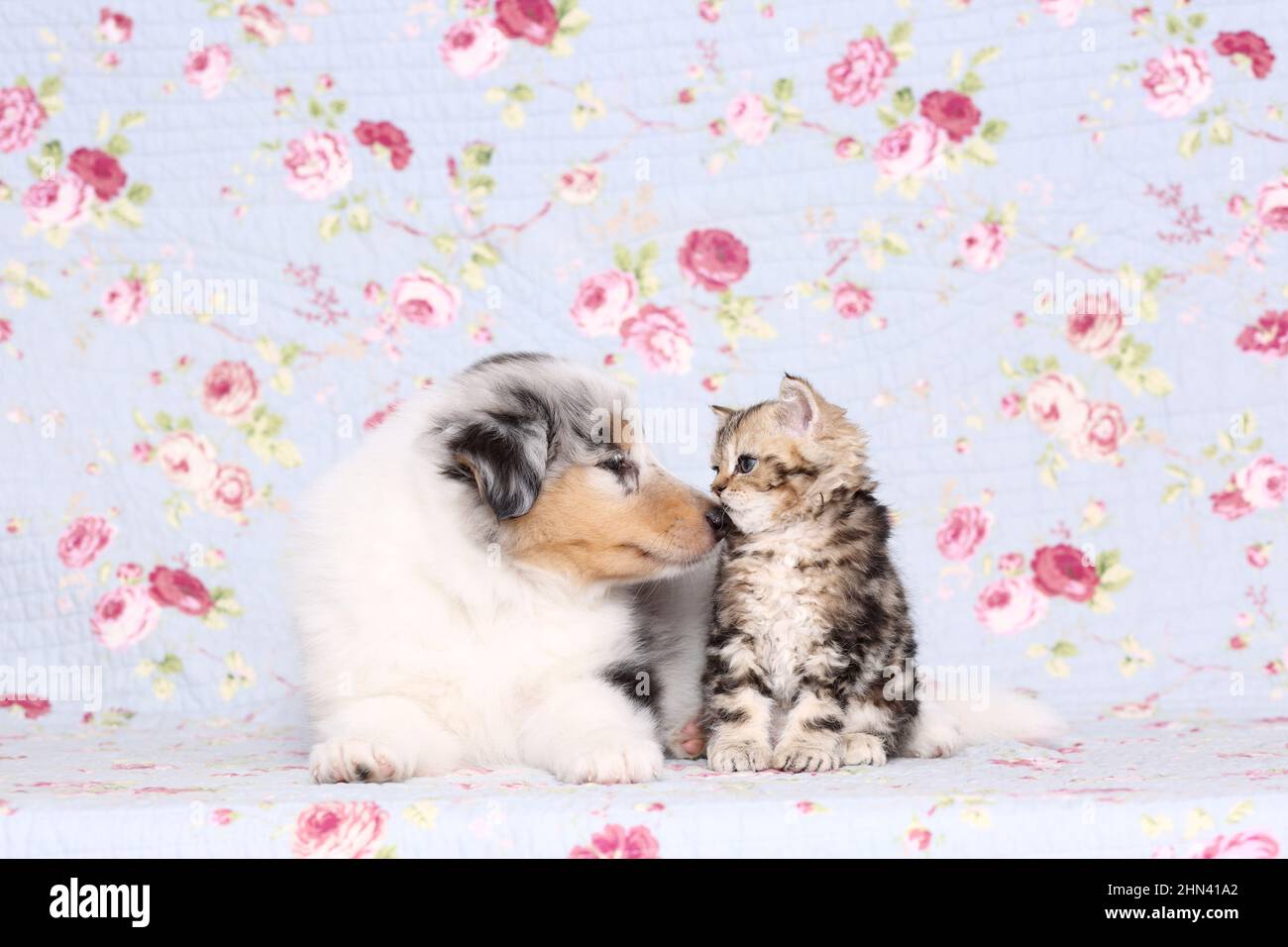 Selkirk Rex. Kitten and an American Collie puppy smooching on a blanket with flower print. Studio picture. Germany Stock Photo