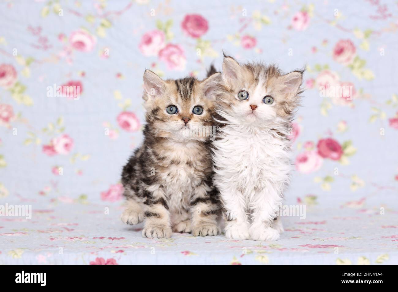 Selkirk Rex. Two kittens on a blanket with flower print. Studio picture. Germany Stock Photo