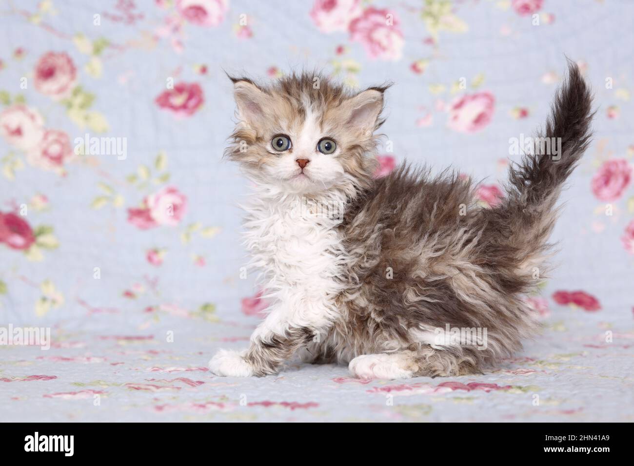 Selkirk Rex. Kitten standing on a blanket with flower print. Studio picture. Germany Stock Photo