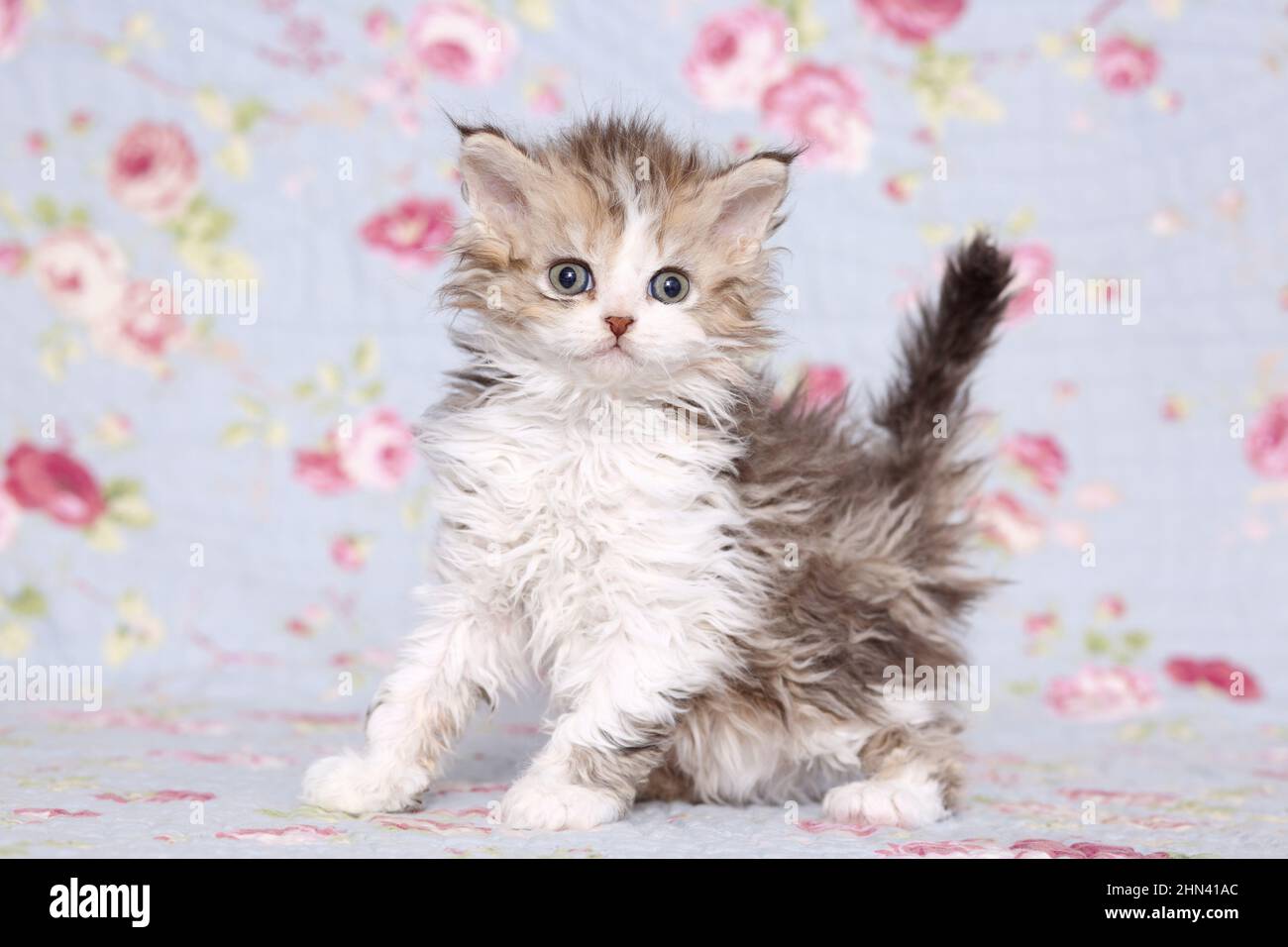Selkirk Rex. Kitten standing on a blanket with flower print. Studio picture. Germany Stock Photo