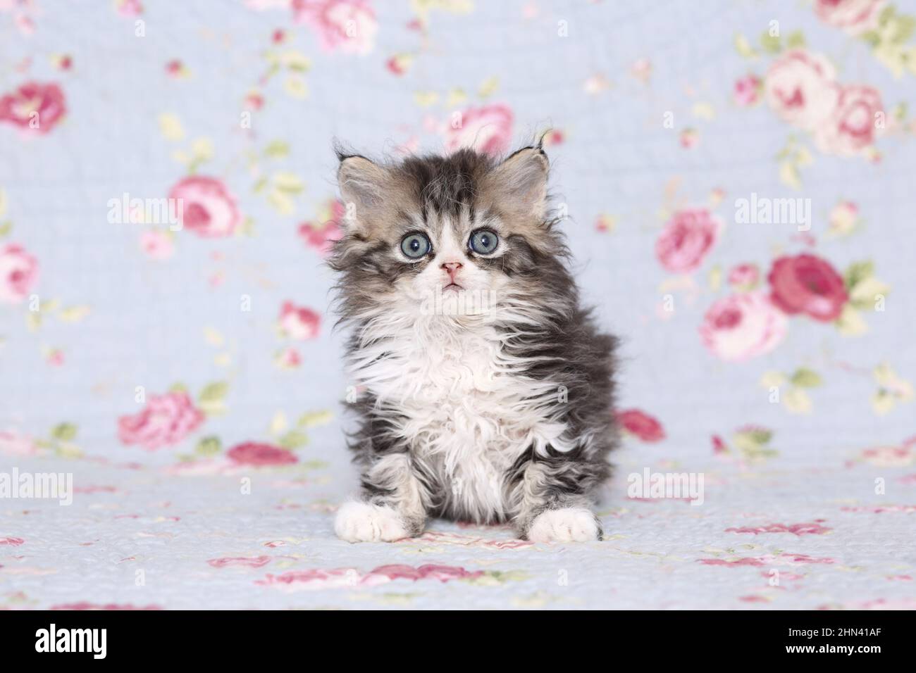 Selkirk Rex. Kitten sitting on a blanket with flower print. Studio picture. Germany Stock Photo