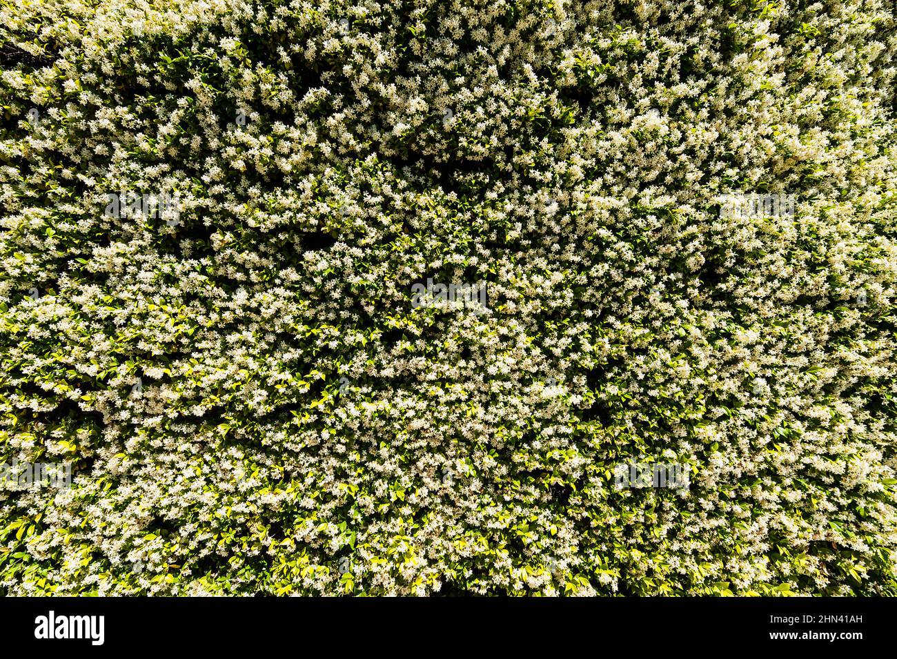 Natural carpet or texture full of white small Sweet Autumn Clematis Virginsbower flowers. Aerial view of a pattern of white, snowy Clematis Terniflora Stock Photo