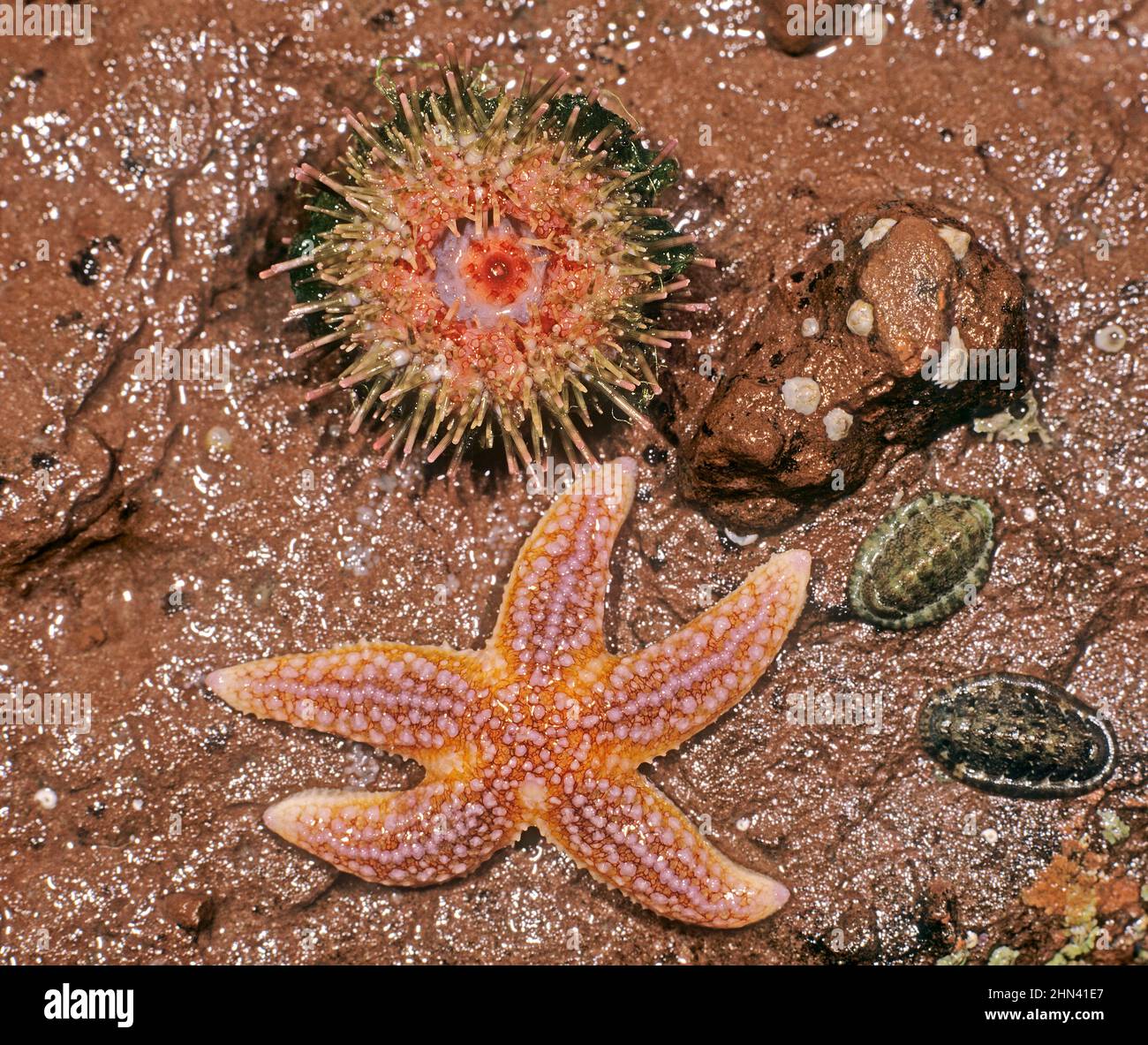 Green Sea Urchin (Psammechinus miliaris, underside), Common Starfish (Asterias rubens) and two Common Chitons (Lepidochiton cinerea) at low tide on a rocky beach. Great Britain.. Stock Photo
