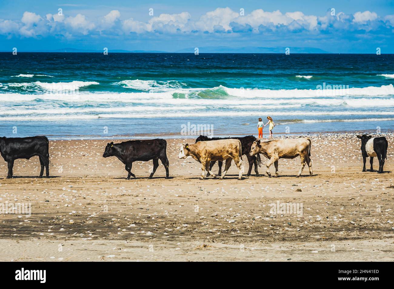 Herd of calm cows roam undisturbed on a breach by the sea convey animal freedom concept. Group of cows walk relaxed or tranquil on Whitepark Bay Beach Stock Photo