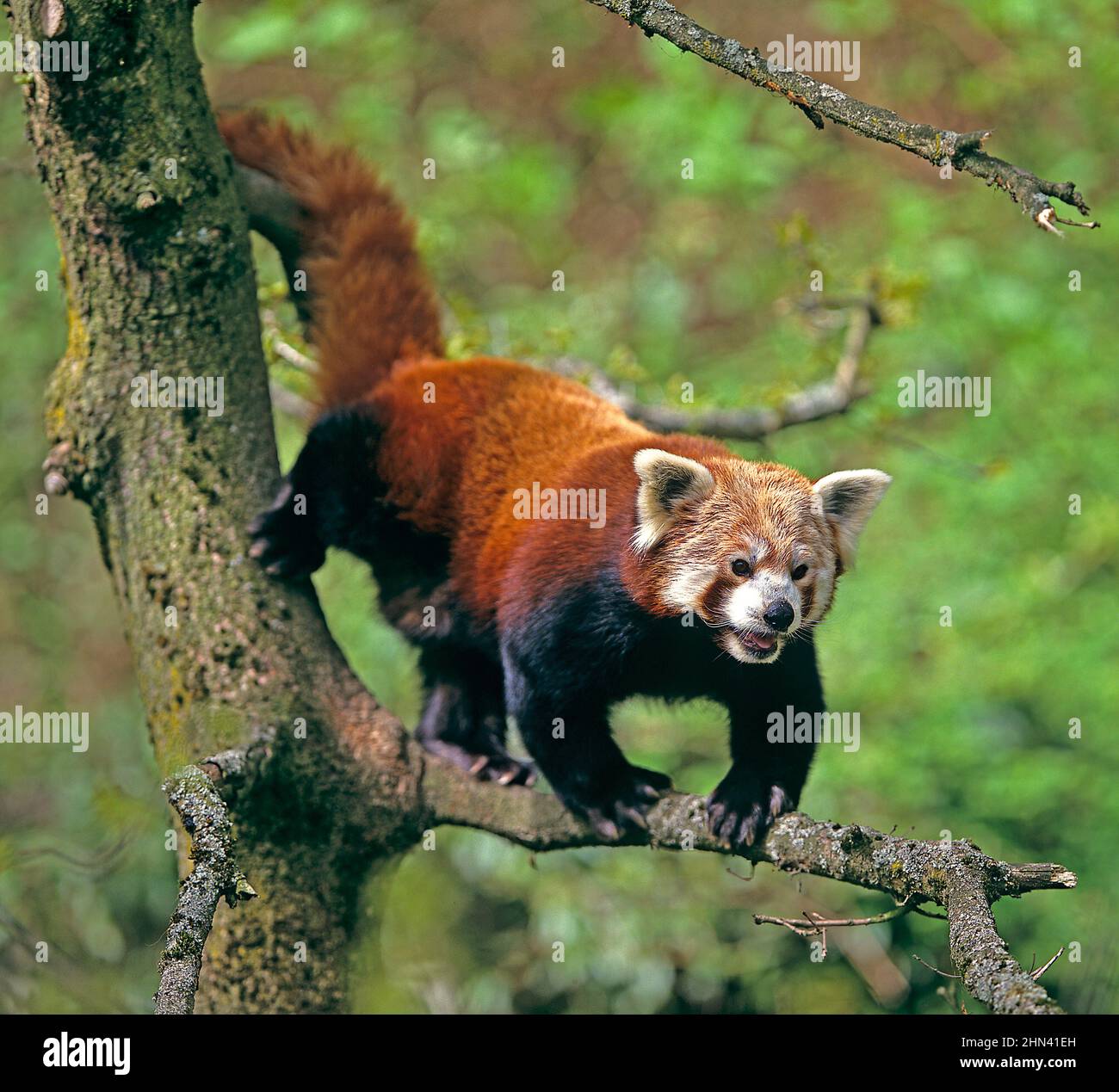 Lesser Panda or Red Panda (Ailurus fulgens) climbing in a tree. Captive Stock Photo