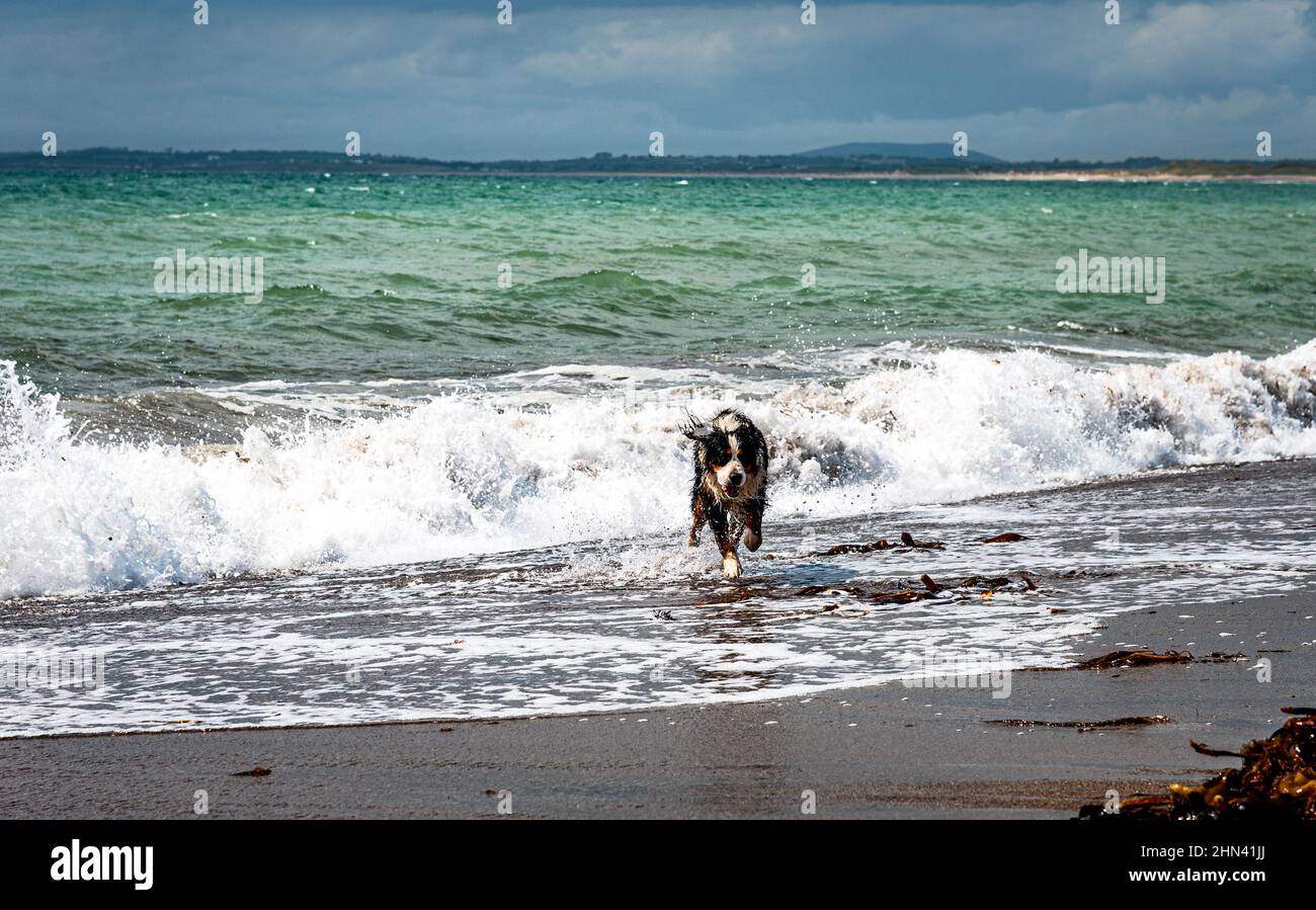 Free animal joy: active dog running from sea waves. Pet Bernese Mountain Dog or puppy playing with a strong ocean weave. Freedom and happiness concept Stock Photo