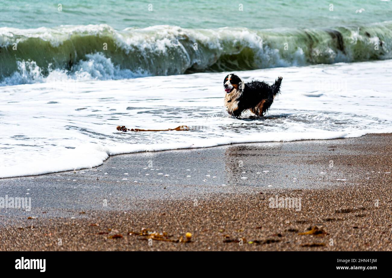 Loose Bernese Mountain Dog or puppy having fun with a strong sea wave. Healthy pet Berner Sennenhund playing with big ocean weaves. Pleasure concept Stock Photo