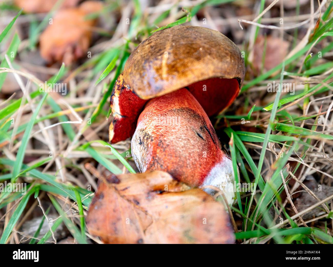 Closeup of a Scarletina Bolete mushroom. Detail of red Neoboletus luridiformis fungus with visible spongy cap. Orange or reddish Stem Bolete fungi Stock Photo