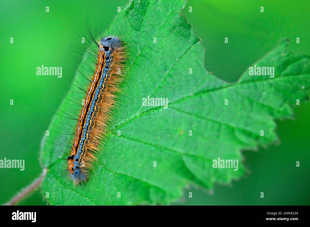 Lackey Moth (Malacosoma neustria). Brightly coloured caterpillar on a leaf. Germany Stock Photo