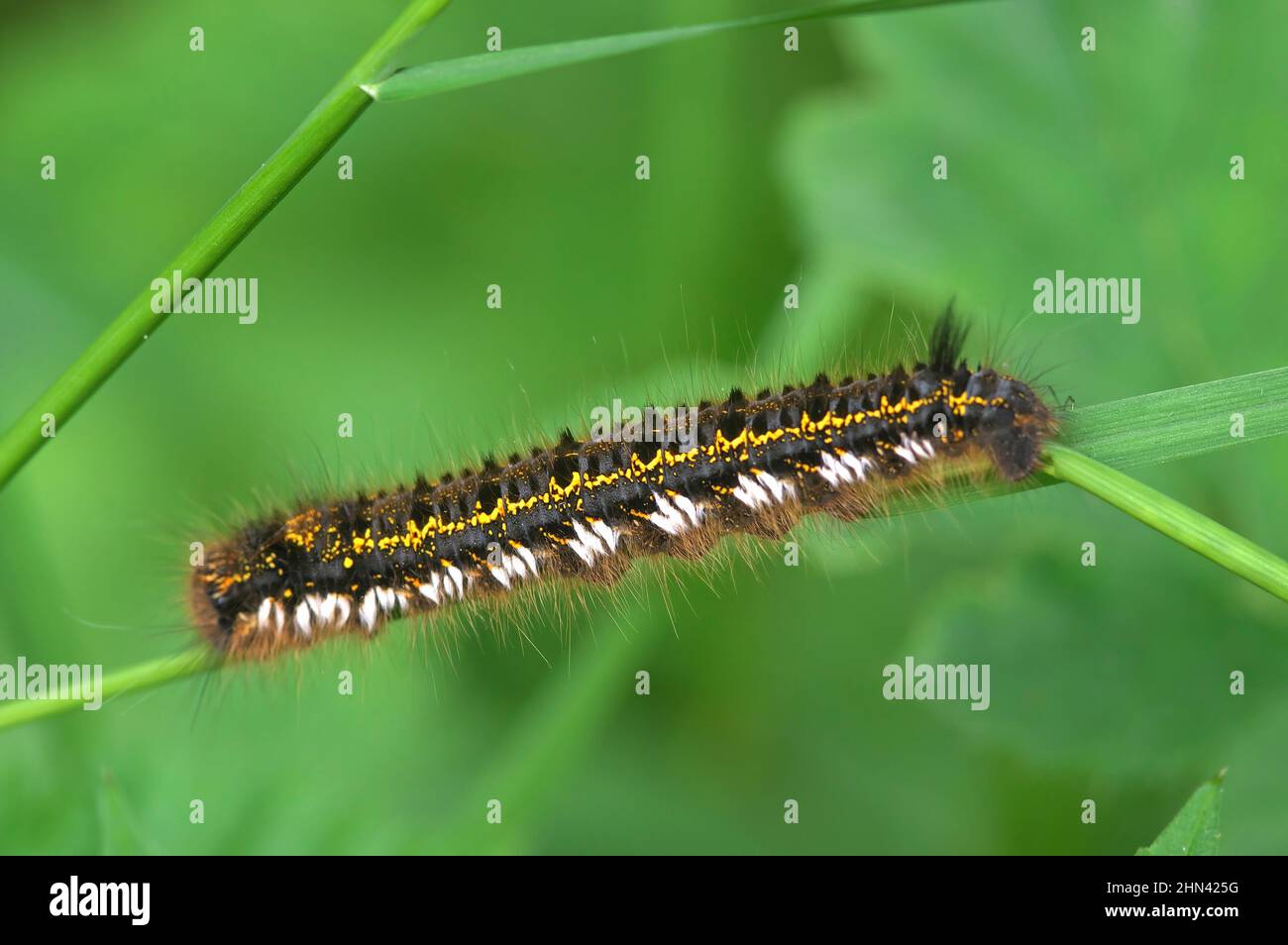Drinker (Euthrix potatoria). Caterpillar on a blade of grass. Germany Stock Photo