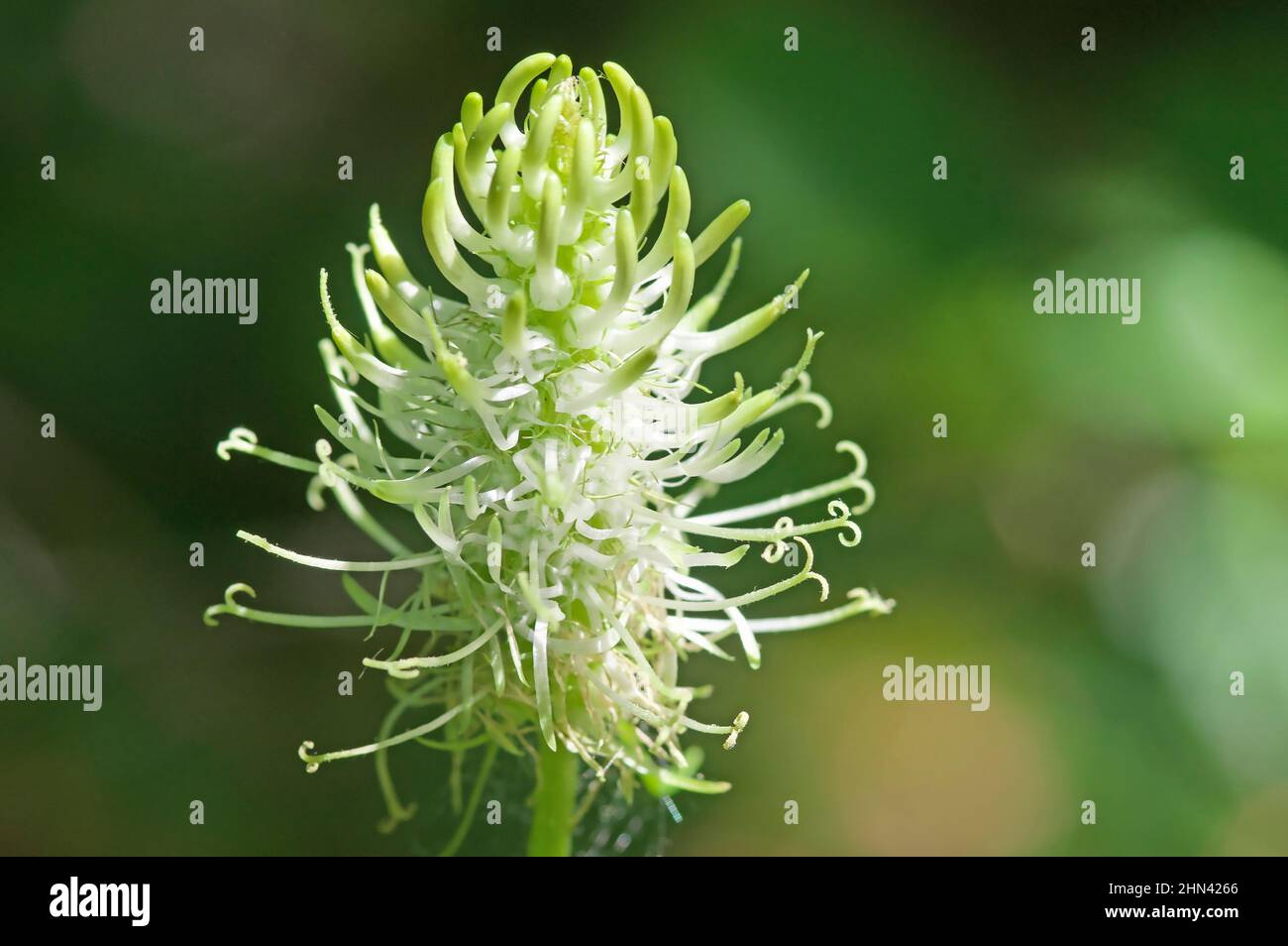 Spiked Rampion (Phyteuma spicatum), flowering. Germany Stock Photo