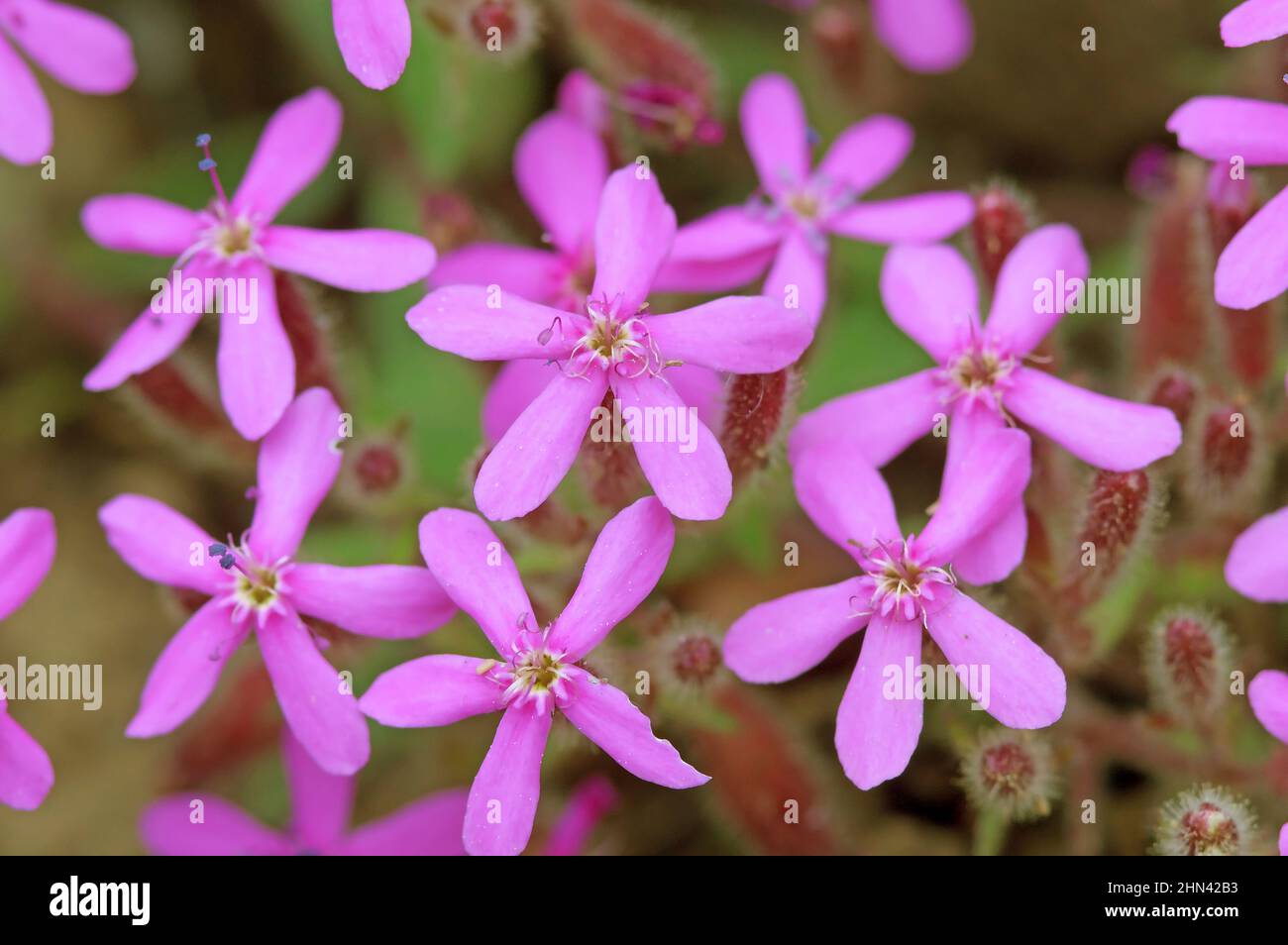 Rock Soapwort (Saponaria ocymoides), flowers. Austria Stock Photo