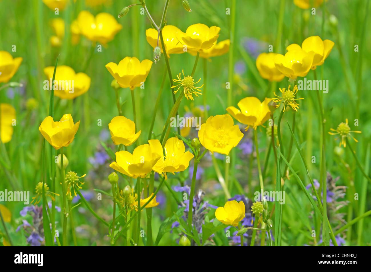 Creeping Buttercup (Ranunculus repens), flowering in a meadow. Germany ...