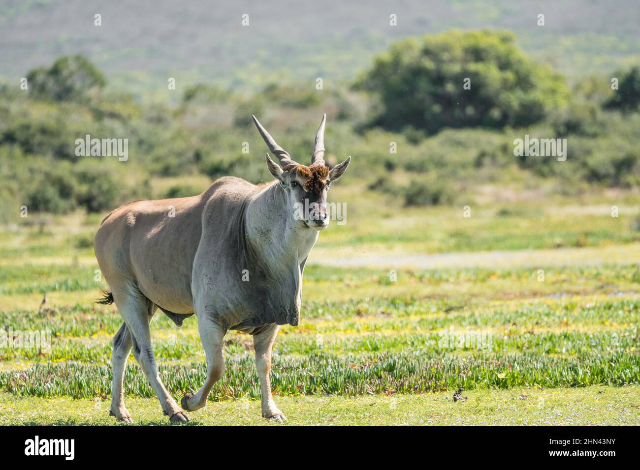 common Eland (Taurotragus oryx), southern Eland, Eland antelope wild in De Hoop nature reserve, Western Cape, South Africa Stock Photo