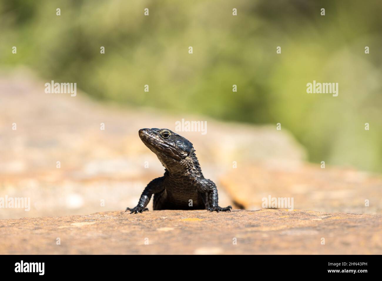 Black girdled lizard (Cordylus niger) showing face and head while on a rock at Cape Point, Western Cape, South Africa Stock Photo