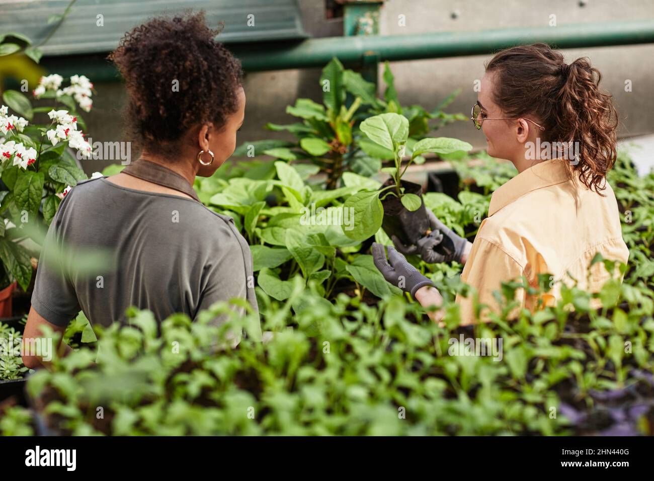 Two young female farmers looking at seedling of tobacco in pot while standing between shelves with green sprouts in vertical farm Stock Photo