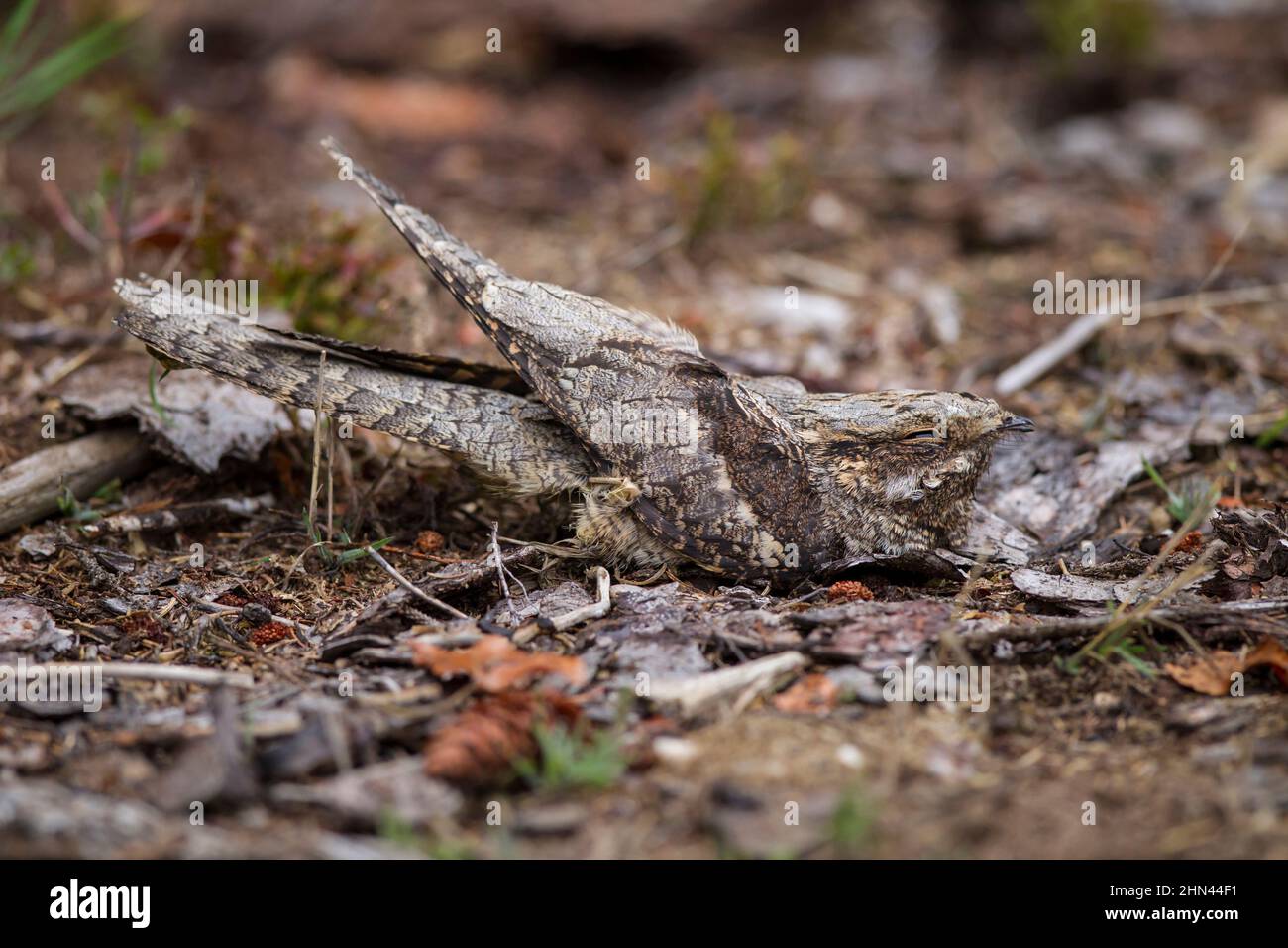 European Nightjar (Caprimulgus europaeus), well camouflaged on the ground. Germany Stock Photo