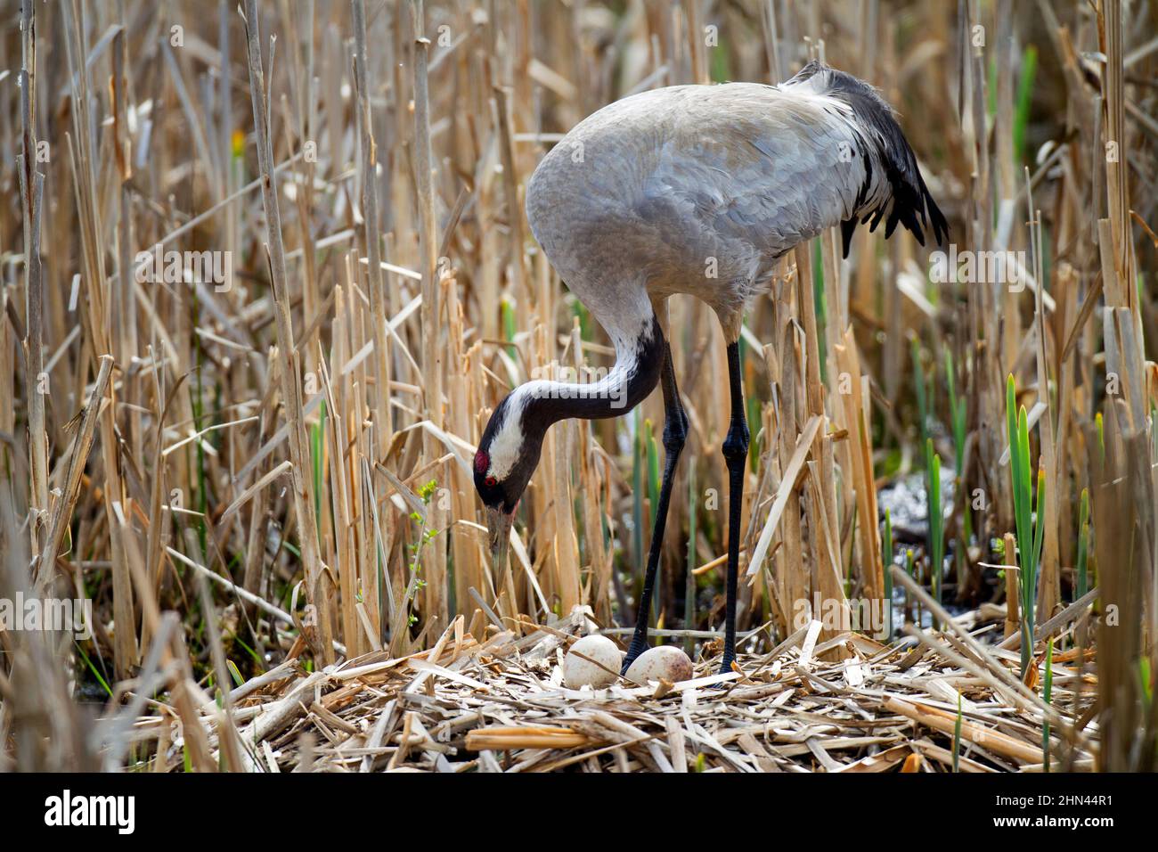 Common Crane (Grus grus). Parent at nest with two eggs. Germany Stock Photo
