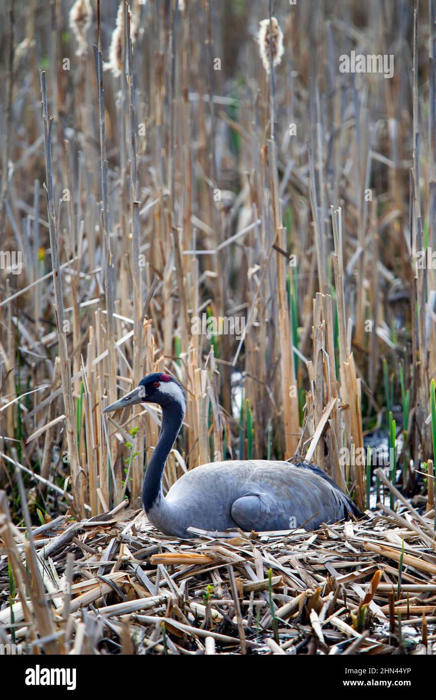 Common Crane (Grus grus). Parent at nest, incubating. Germany Stock Photo